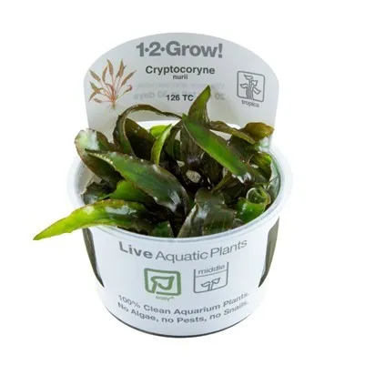 Tropica Cryptocoryne nurii  1-2 Grow!