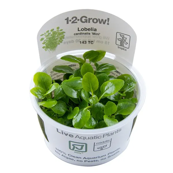 Tropica Lobelia cardinalis Mini 1-2 Grow!