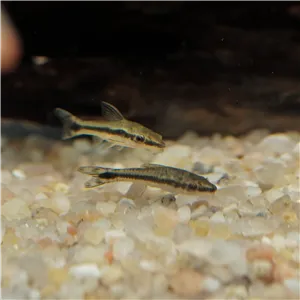 Krunýřovec jednopruhý 3 cm Krunýřovec jednopruhý 3 cm