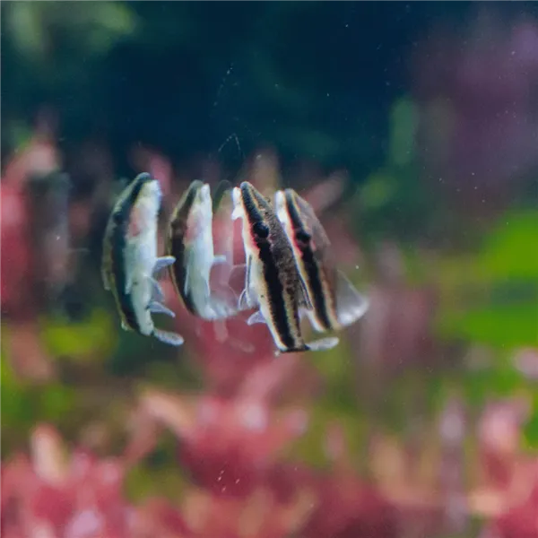 Krunýřovec jednopruhý 3 cm