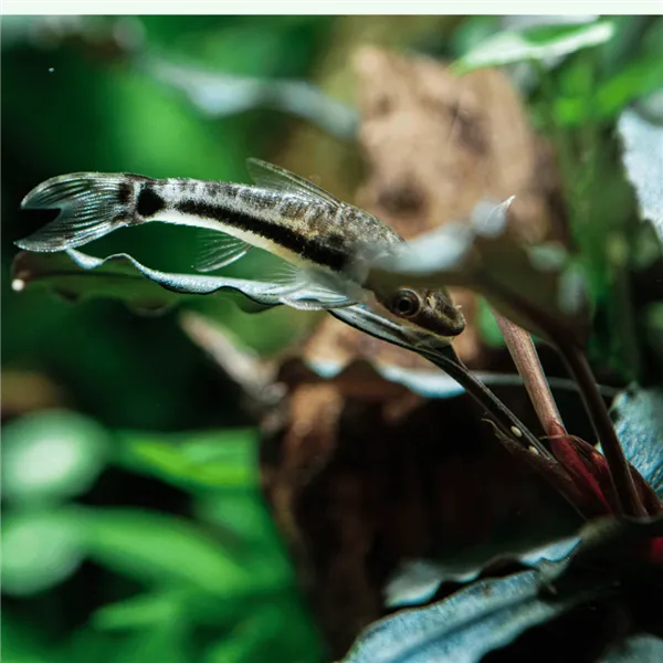 Krunýřovec jednopruhý 3 cm