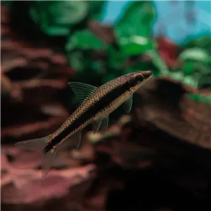 Parmička černopruhá 4 cm Parmička černopruhá 4 cm