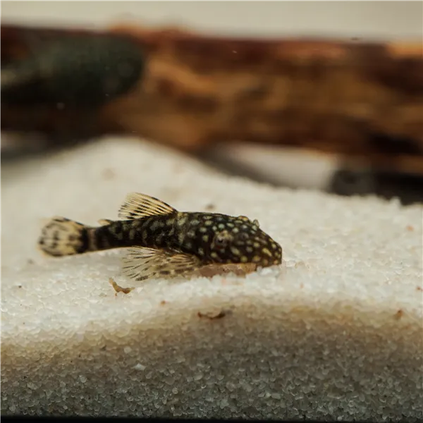 Krunýřovec sp. M 4 cm