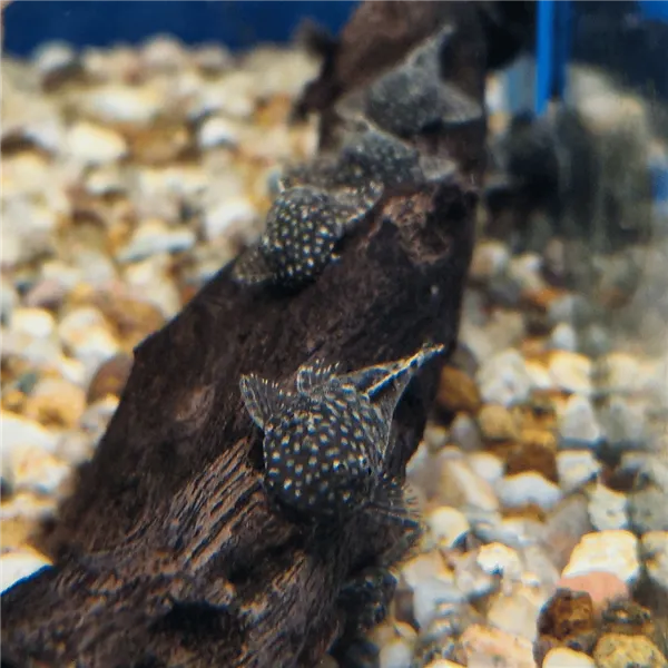 Krunýřovec sp. M 4 cm