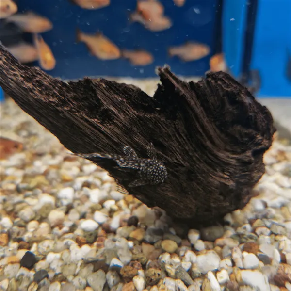 Krunýřovec sp. M 4 cm