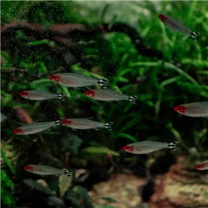 Tetra červenoústá 3 cm Tetra červenoústá 3 cm