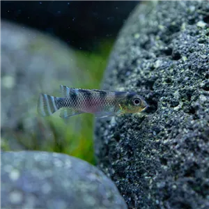 Cichlidka klamavá Cichlidka klamavá