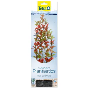 Rostlina Red Ludwiga 25-28 cm Rostlina Red Ludwiga 25-28 cm