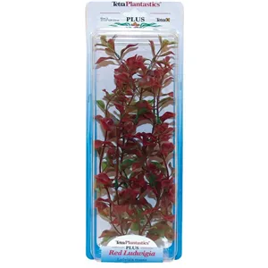 Rostlina Red Ludwiga 25-28 cm Rostlina Red Ludwiga 25-28 cm