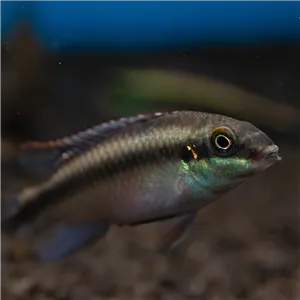 Pestřenec červený Pestřenec červený