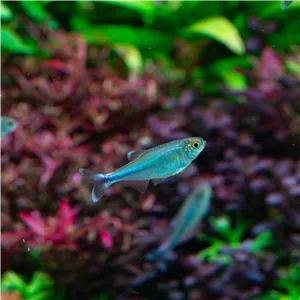 Tetra modrá