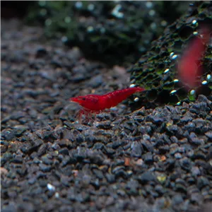 Neocaridina davidi "Red Cherry" 1 cm Neocaridina davidi "Red Cherry" 1 cm