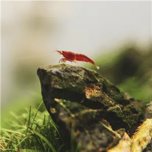 Neocaridina davidi "Red Cherry" 1 cm Neocaridina davidi "Red Cherry" 1 cm