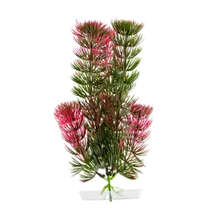 Rostlina Red Anacharis 18-21 cm Rostlina Red Anacharis 18-21 cm