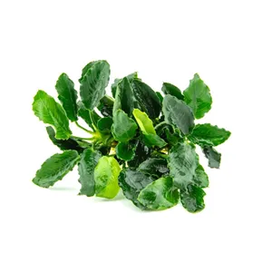 Dennerle Anubias barteri var. nana ´Kirin´ Dennerle Anubias barteri var. nana ´Kirin´
