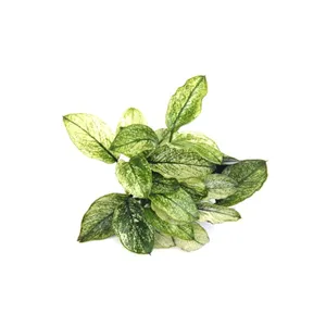 Dennerle Anubias nana Pinto Dennerle Anubias nana Pinto