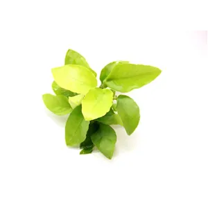 Dennerle Anubias nana Gold Dennerle Anubias nana Gold