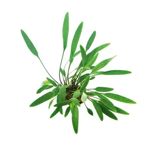 Dennerle Cryptocoryne lucens Dennerle Cryptocoryne lucens