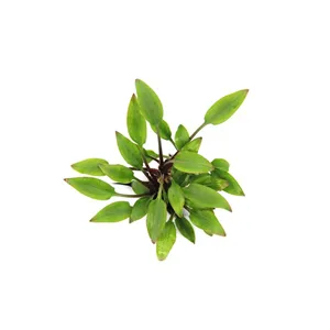 Dennerle Cryptocoryne lutea Hobbit Dennerle Cryptocoryne lutea Hobbit