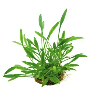 Dennerle Cryptocoryne parva Dennerle Cryptocoryne parva