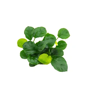 Dennerle Anubias barteri ´Coin Leaf´ Dennerle Anubias barteri ´Coin Leaf´