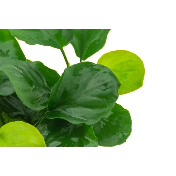 Dennerle Anubias barteri ´Coin Leaf´