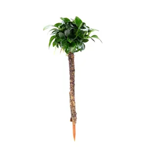 Dennerle Anubias nana 'Bonsai' na palmě 4 x 4 x 15 cm* Dennerle Anubias nana 'Bonsai' na palmě 4 x 4 x 15 cm*