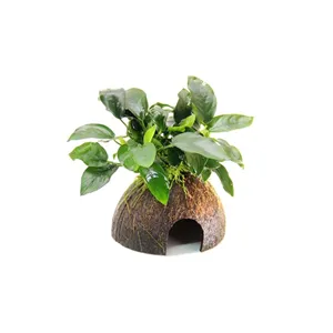 Dennerle Anubias nana na kokosu 9 x 9 x 12 cm* Dennerle Anubias nana na kokosu 9 x 9 x 12 cm*