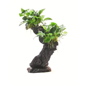 Dennerle Bonsai M s Anubias nana 20 x 10 x 30 cm* Dennerle Bonsai M s Anubias nana 20 x 10 x 30 cm*