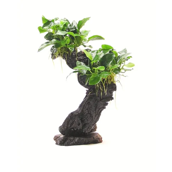 Dennerle Bonsai M s Anubias nana 20 x 10 x 30 cm*