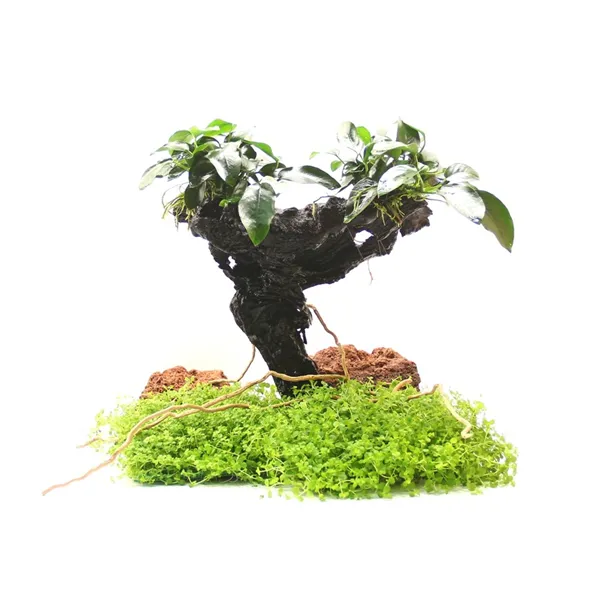 Dennerle Bonsai M s Anubias nana 20 x 10 x 30 cm*