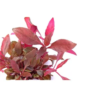Dennerle Alternanthera reineckii Purple In-Vitro Dennerle Alternanthera reineckii Purple In-Vitro