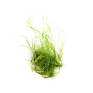 Dennerle Amblystegium serpens In-Vitro Dennerle Amblystegium serpens In-Vitro