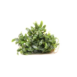 Dennerle Bucephalandra micrantha Needle Leaf In-Vitro Dennerle Bucephalandra micrantha Needle Leaf In-Vitro