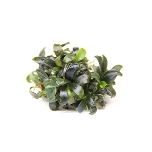Dennerle Bucephalandra spec. ´Serimbu Brown´ In-Vitro Dennerle Bucephalandra spec. ´Serimbu Brown´ In-Vitro