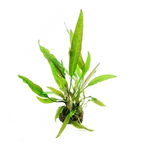 Dennerle Cryptocoryne usteriana In-Vitro Dennerle Cryptocoryne usteriana In-Vitro