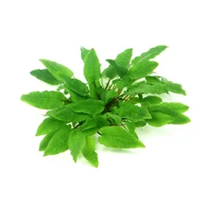 Dennerle Cryptocoryne wendtii Broad Leaf In-Vitro Dennerle Cryptocoryne wendtii Broad Leaf In-Vitro