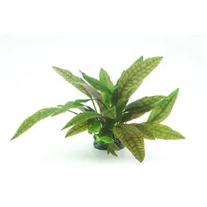 Dennerle Cryptocoryne x purpurea In-Vitro Dennerle Cryptocoryne x purpurea In-Vitro