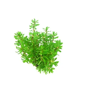 Dennerle Didiplis diandra In-Vitro Dennerle Didiplis diandra In-Vitro