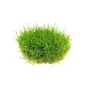 Dennerle Eleocharis pusilla In-Vitro Dennerle Eleocharis pusilla In-Vitro