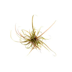 Dennerle Helanthium tenellum ´Red´ In-Vitro Dennerle Helanthium tenellum ´Red´ In-Vitro