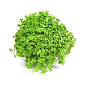 Dennerle Hemianthus callitrichoides Cuba In-Vitro Dennerle Hemianthus callitrichoides Cuba In-Vitro