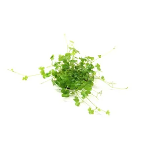 Dennerle Hydrocotyle tripartita ´Mini´ In-Vitro Dennerle Hydrocotyle tripartita ´Mini´ In-Vitro