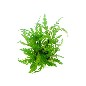 Dennerle Hygrophila pinnatifida In-Vitro Dennerle Hygrophila pinnatifida In-Vitro