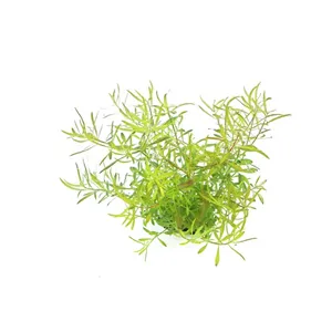 Dennerle Ludwigia arcuata In-Vitro Dennerle Ludwigia arcuata In-Vitro