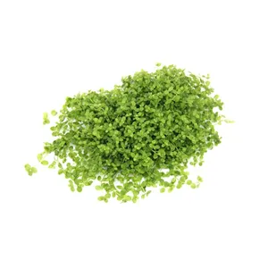 Dennerle Micranthemum tweediei In-Vitro Dennerle Micranthemum tweediei In-Vitro