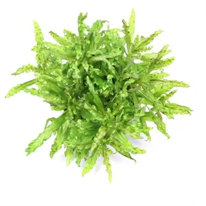 Dennerle Pogostemon helferi In-Vitro Dennerle Pogostemon helferi In-Vitro