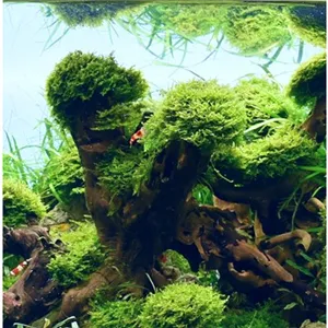Dennerle Riccardia chamedryfolia In-Vitro Dennerle Riccardia chamedryfolia In-Vitro