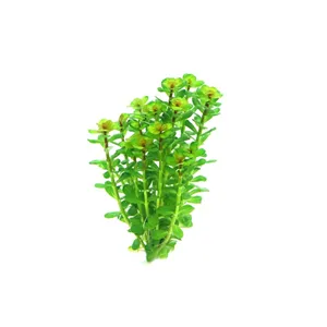Dennerle Rotala indica In-Vitro Dennerle Rotala indica In-Vitro