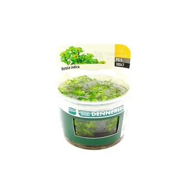 Dennerle Rotala indica In-Vitro